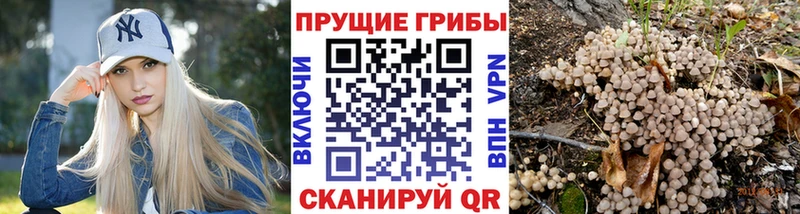 Псилоцибиновые грибы GOLDEN TEACHER  купить   Болхов 